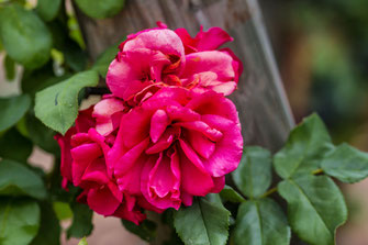 Rot blühende Freilandrose im Weinberg