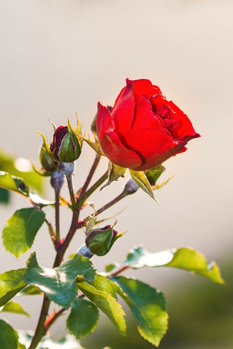 Rote Freilandrose auf hellem Hintergrund hochkant