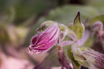 Knospe der Lichtnelke-Leimkraut macro