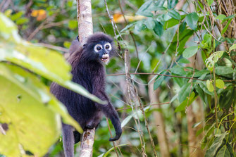 Brillenäffchen in Malaysia auf Langkawi Island © Jutta M. Jenning