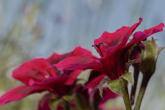 Rote Pelargonienblüte © Jutta M. Jenning-www.mjpics.de