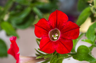 Rote Petunie mit Blütenstempel-Macro