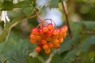 Orange-rote Beeren im August