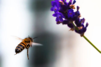 Wildbiene fliegt Lavendel an © www.mjpics.de