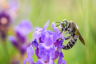 Wildbiene mit grünen Augen an Lavendel © mjpics.de