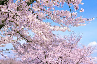 風見速英二の桜画像