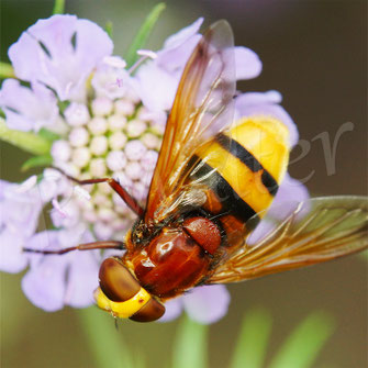 zur Hornissen-Schwebfliege ...