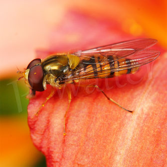 zu der Hain-Schwebfliege ...