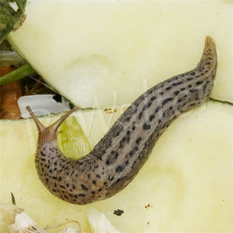 zu den Schnecken ...