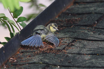 © LBV / Dr. Christoph Moning