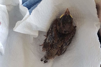 © Hyangsook Lee-Höpfel