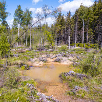 Ein Tümpel im Rainer Wald. Lebensraum nicht nur für Amphibien, Foto: Ralph Sturm