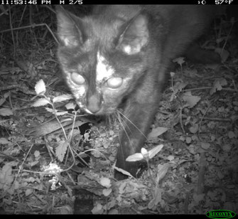 Hauskatze, Foto: David Stille