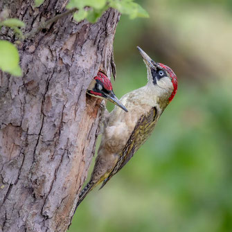 Grünspecht; Foto: Ansgar Forster