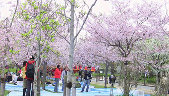 大阪城公園、陽気も良くて花見には最高