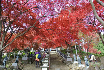 大山寺の紅葉は素晴らしい