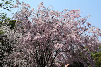 桜が見事