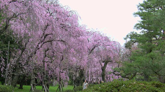 二条城の枝垂れ桜、お見事でした