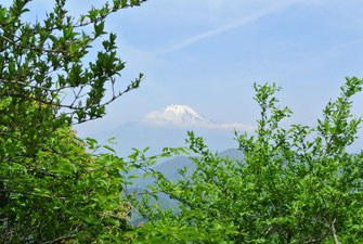 富士山と新緑のコントラストがグ～