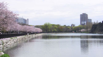 大阪城のお堀周りの桜も満開