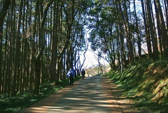 弘法山への道、檜林の中を気持ちよく歩けます