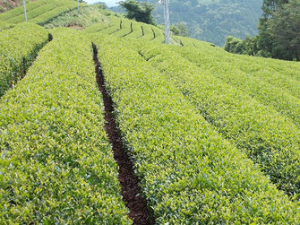 登山道に入って間もなく茶葉畑、優しい緑に心癒されます