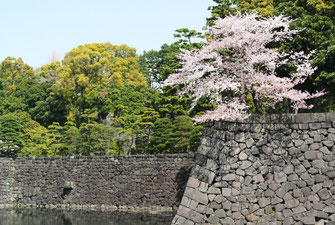桜と石垣、いい光景です