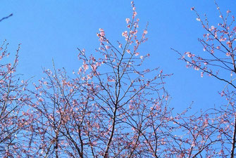 桜が咲いて
