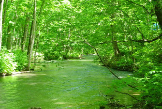 奥入瀬渓流、水面も新緑に染まって