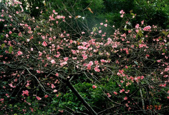 八重岳の緋寒桜、１月末で満開
