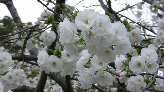 二条城の清楚で純白の桜、とても素敵です