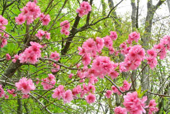 八重桜かな　１本だけ目立っていた