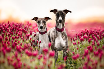 Hundeportrait Whippets im Blumenfeld, professionelle Hundefotografie Heilbronn