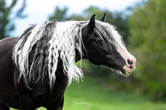 Pferdeportrait Tinker auf der Wiese, professionelle Pferdefotografie Heilbronn