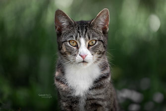 Katzenfoto Katze im Portrait, professionelle Katzenfotografie Heilbronn