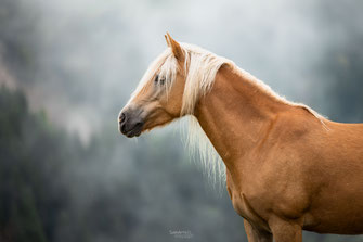 Pferdefoto Haflinger im Portrait, Pferdefotografie Heilbronn