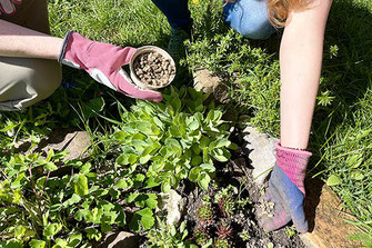 Zu Pellets verarbeitete Schafwolle wird in ein Beet gelegt.
