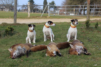 PRT jagdlich geführt jagdlich geführte Parson Russell Terrier PRT Welpen Zucht PRT vom Glockenhof Welpen Zucht Zwinger PRT vom Glockenhof jagdlich geführte Parson Russell Terrier Zuchthündin Zuchtrüde