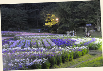 日本４大あやめ園の１つがすぐそばに（新潟県新発田市）