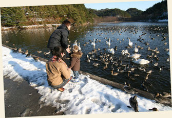 升潟（湖）に飛来する白鳥との触れ合い（新潟県新発田市）