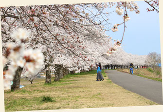 全国有数の桜並木もあります（新潟県新発田市）