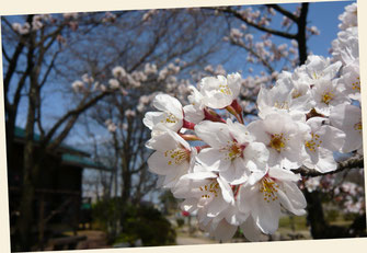 五十公野公園の桜並木は春の見所（新潟県新発田市）