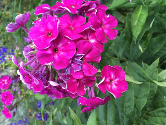 Phlox