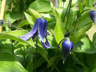 Clematis integrifolia juii blaue Glöckchen Bodendecker Staude