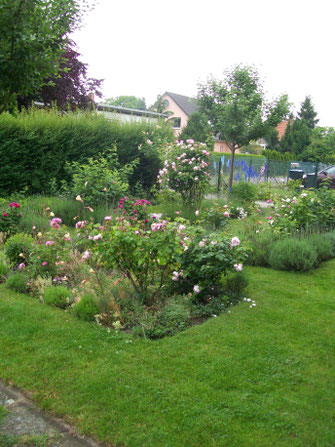 historische Rosen Duft Rosengarten Lavendel