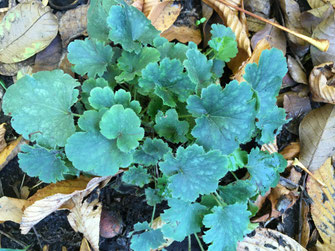 Heuchera