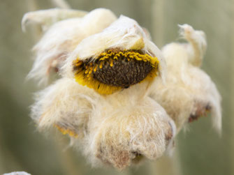 Wollig-pelziger Mantel auf sonnenblumenartiger Blüte gefällig? Páramo de Ocetá, bei Monguí, Kolumbien (Foto Jörg Schwarz)