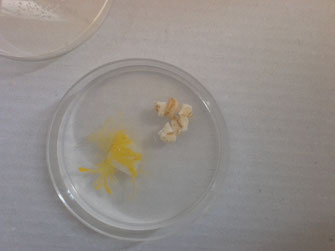 bien en classe élève ton blob ressources pédagogiques cycle2 cycle3 