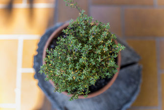 Pflanzen-Sets für deinen Balkon - GRÜNstadtGRAU – Balkonbegrünung