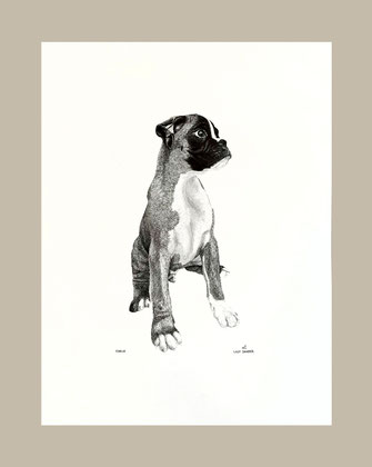 Realistic graphite drawing: pet portrait, Boxer puppy, boxer dog, dog, animal